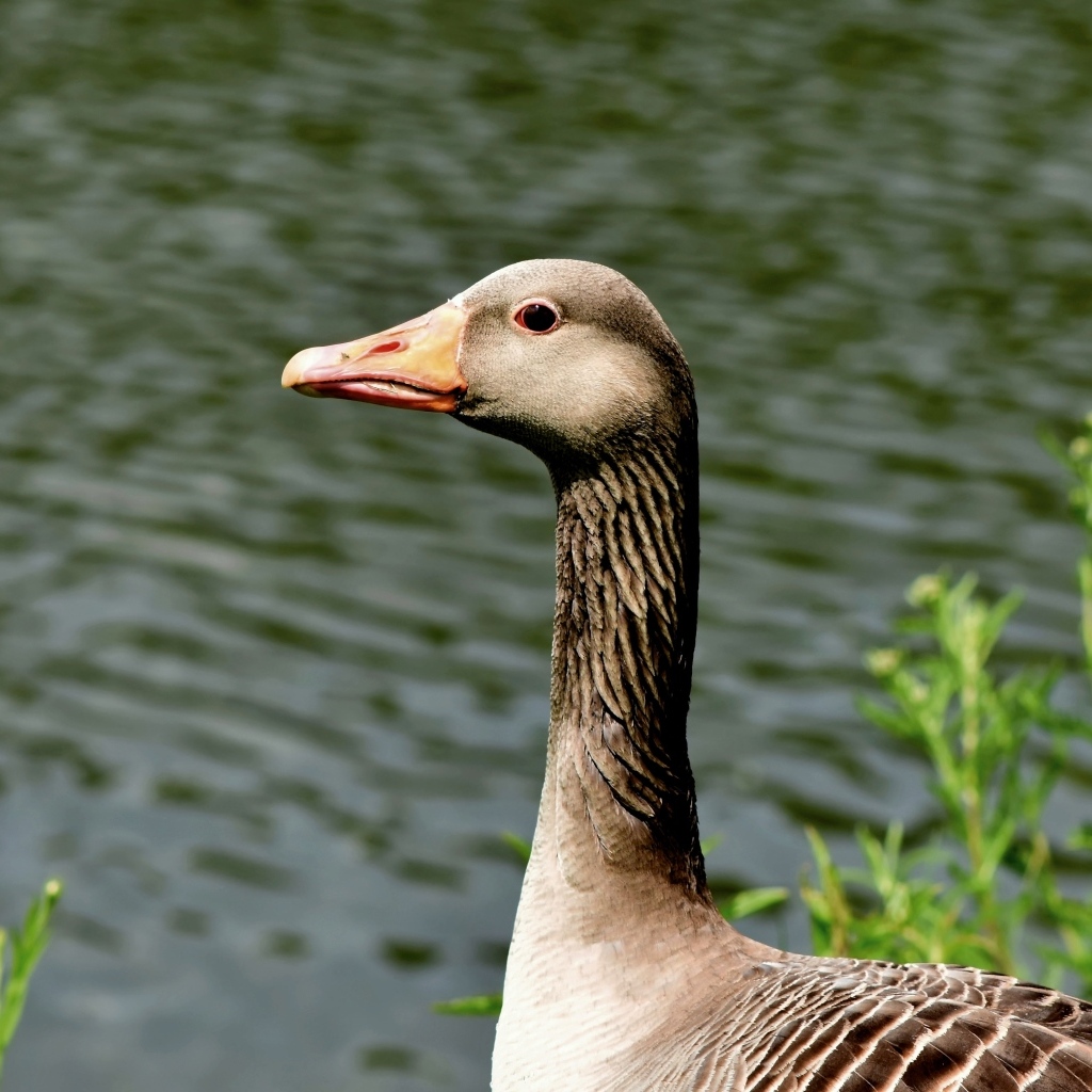 Большой серый гусь стоит у воды