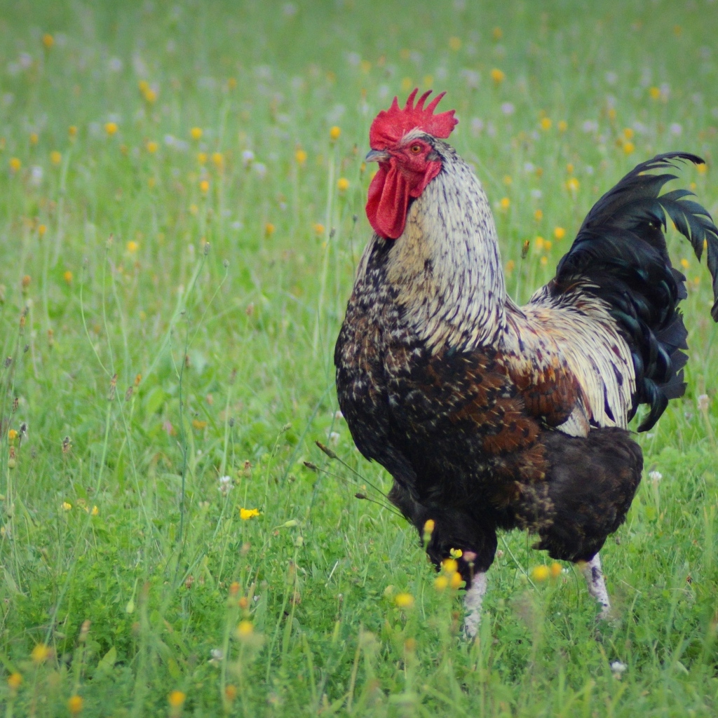 Большой петух стоит на зеленой траве