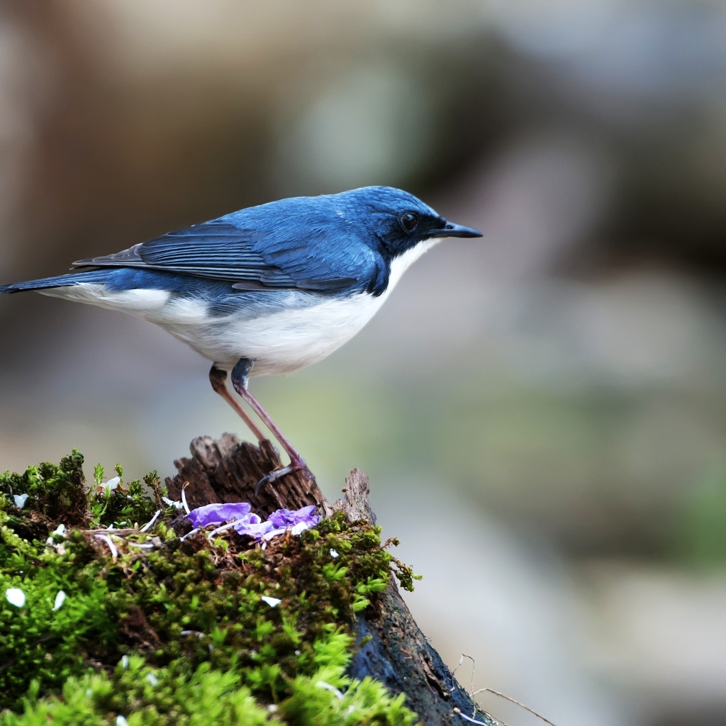 Птица сидит на покрытом мхом пне