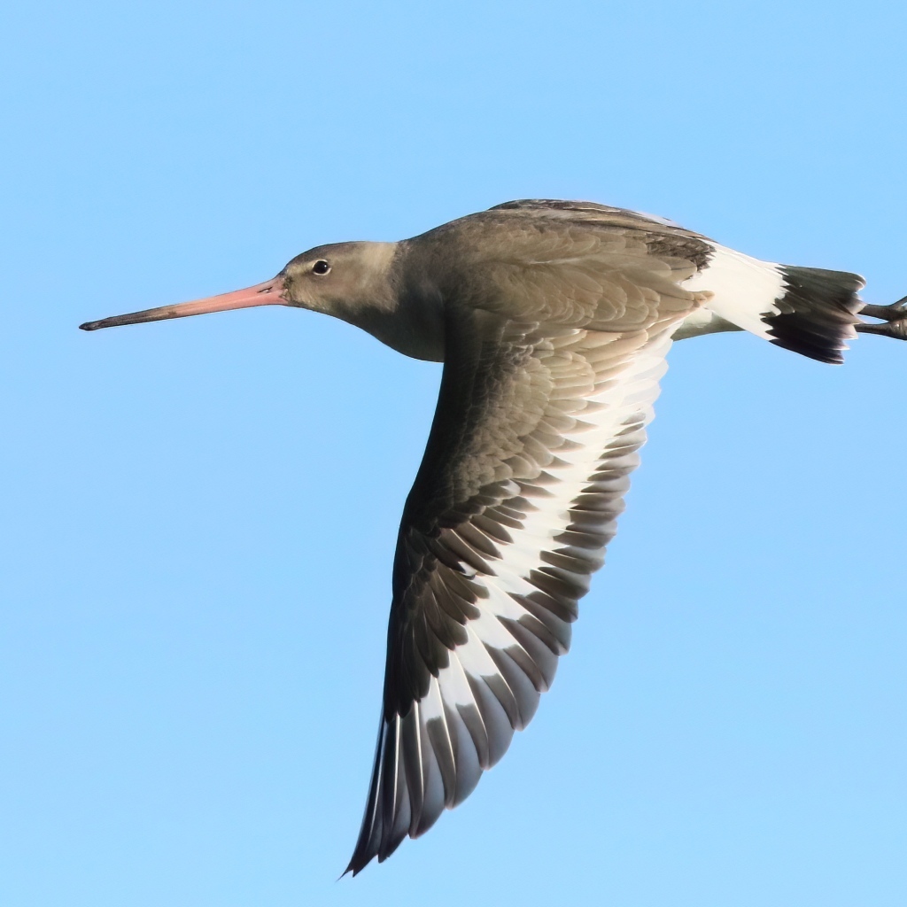 Птица с  острым клювом летит в небе