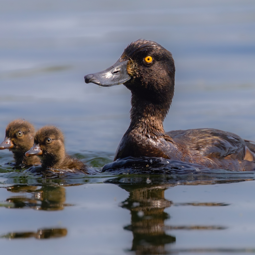 Утка в птенцами плывет по воде