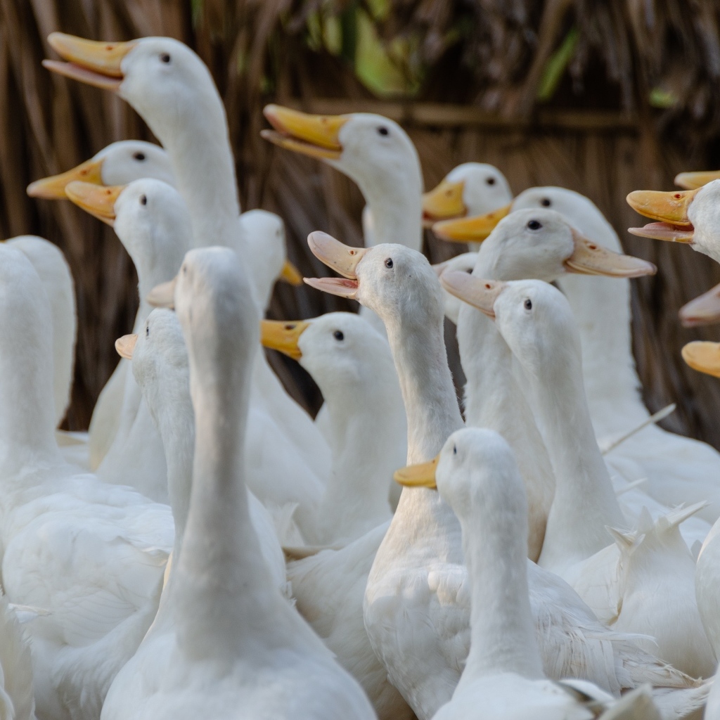 Стадо белых гусей на ферме