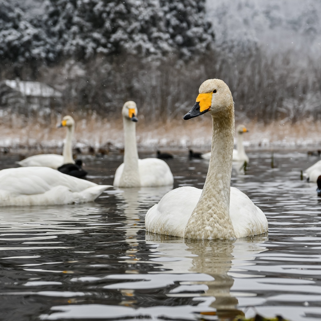 Стая белых лебедей в холодном озере зимой