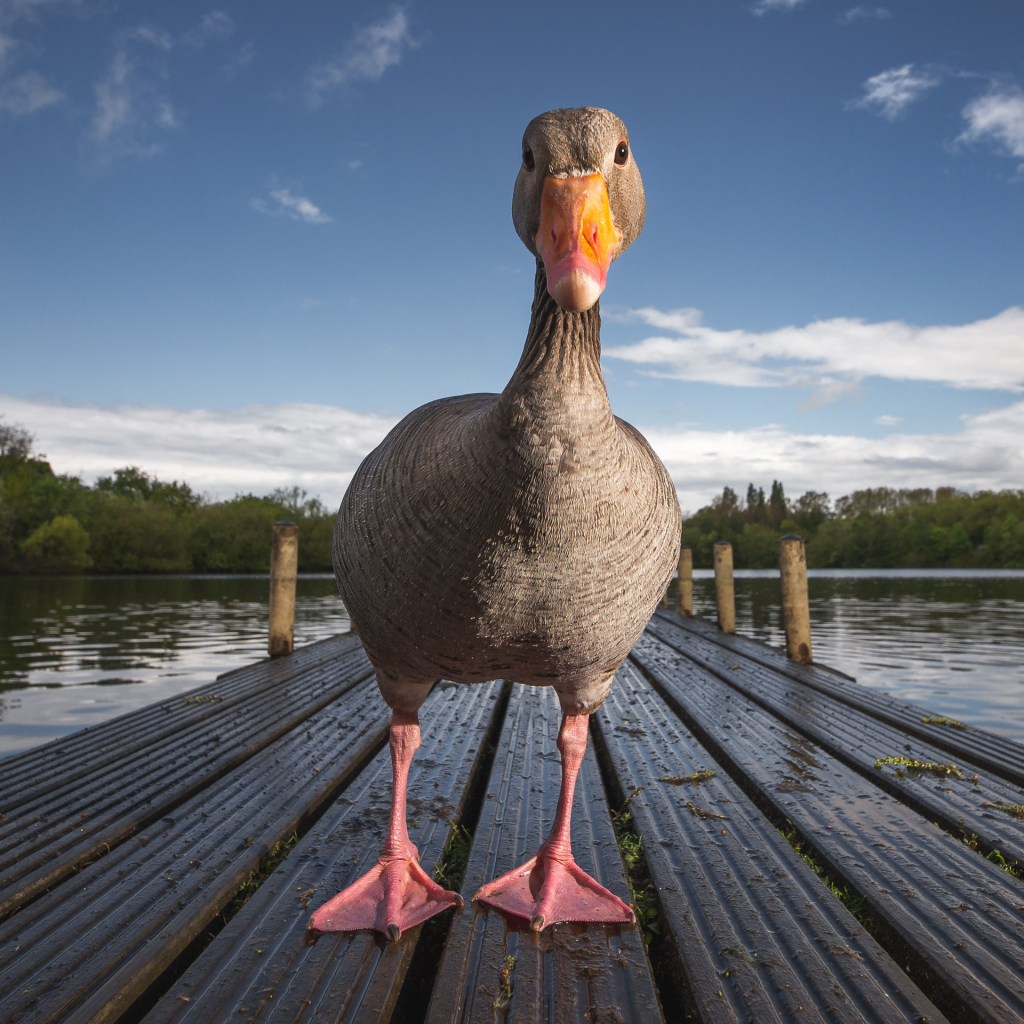 Гусь стоит на мокром мосту у озера
