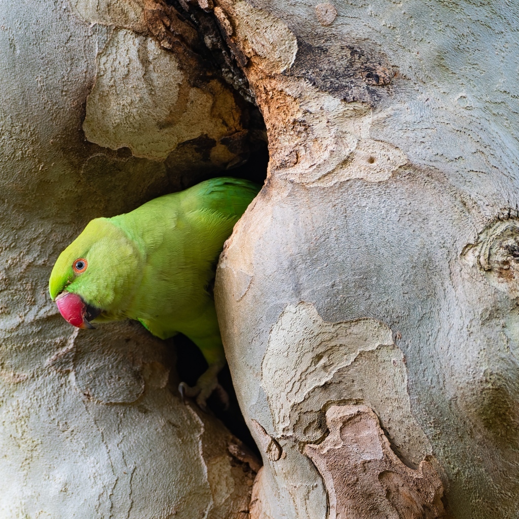 Зеленый попугай сидит в дупле дерева