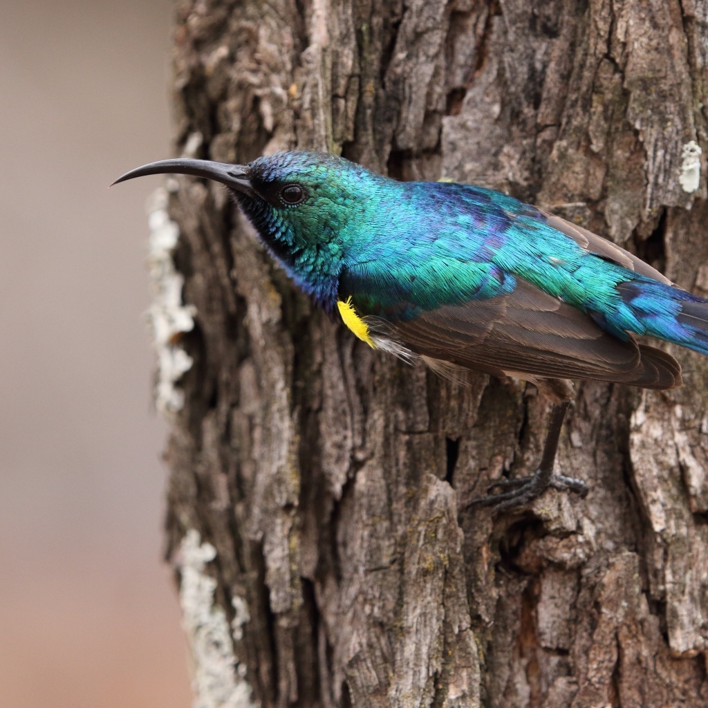 Птица зимородок с острым клювом сидит  на дереве 