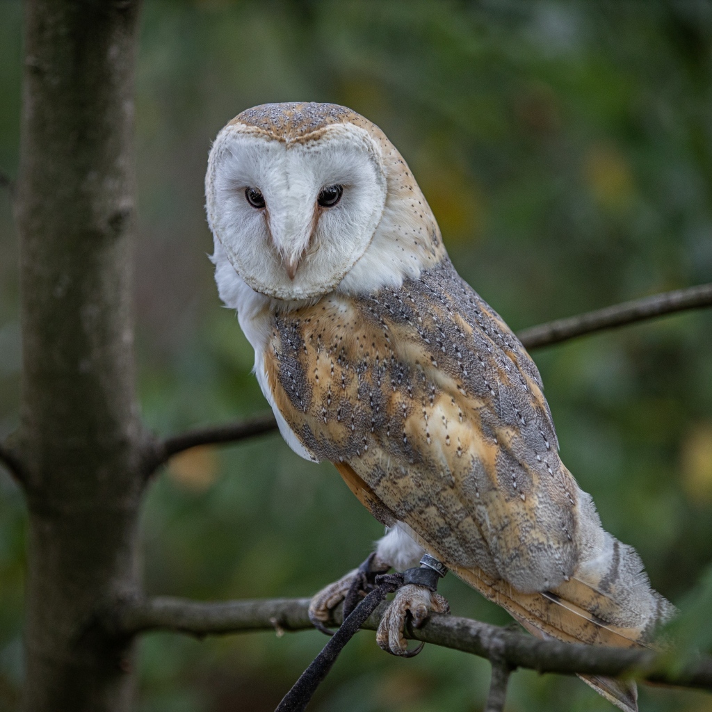 Большая сова сидит на ветке в лесу