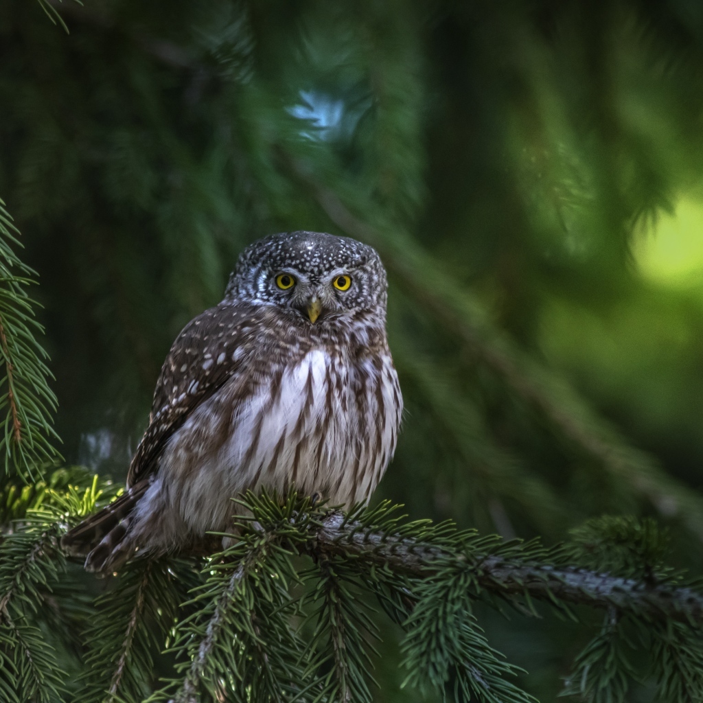 Большая сова сидит на ветке ели