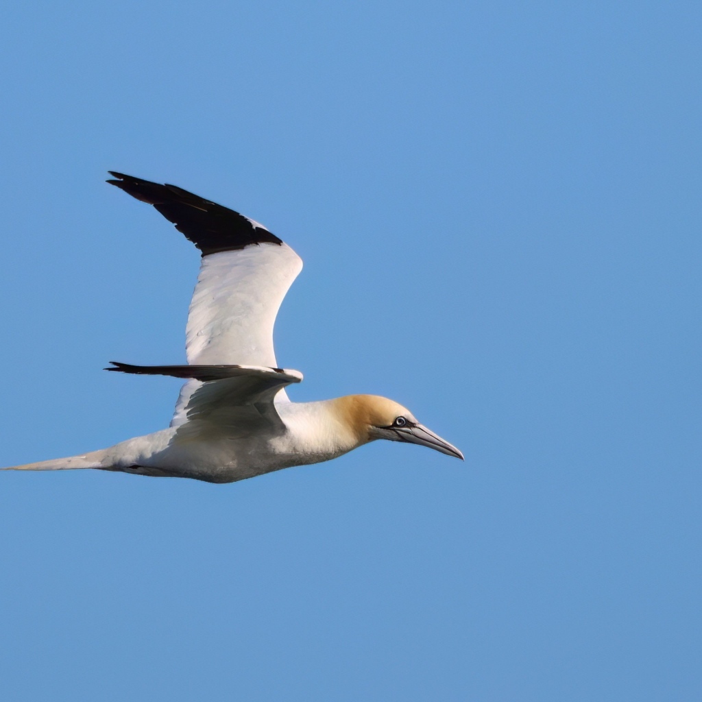 Большая чайка летит в голубом небе