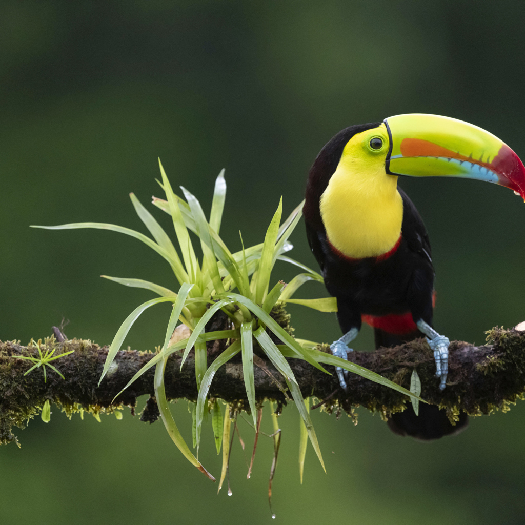 Большой тукан сидит на ветке с зелеными листьями