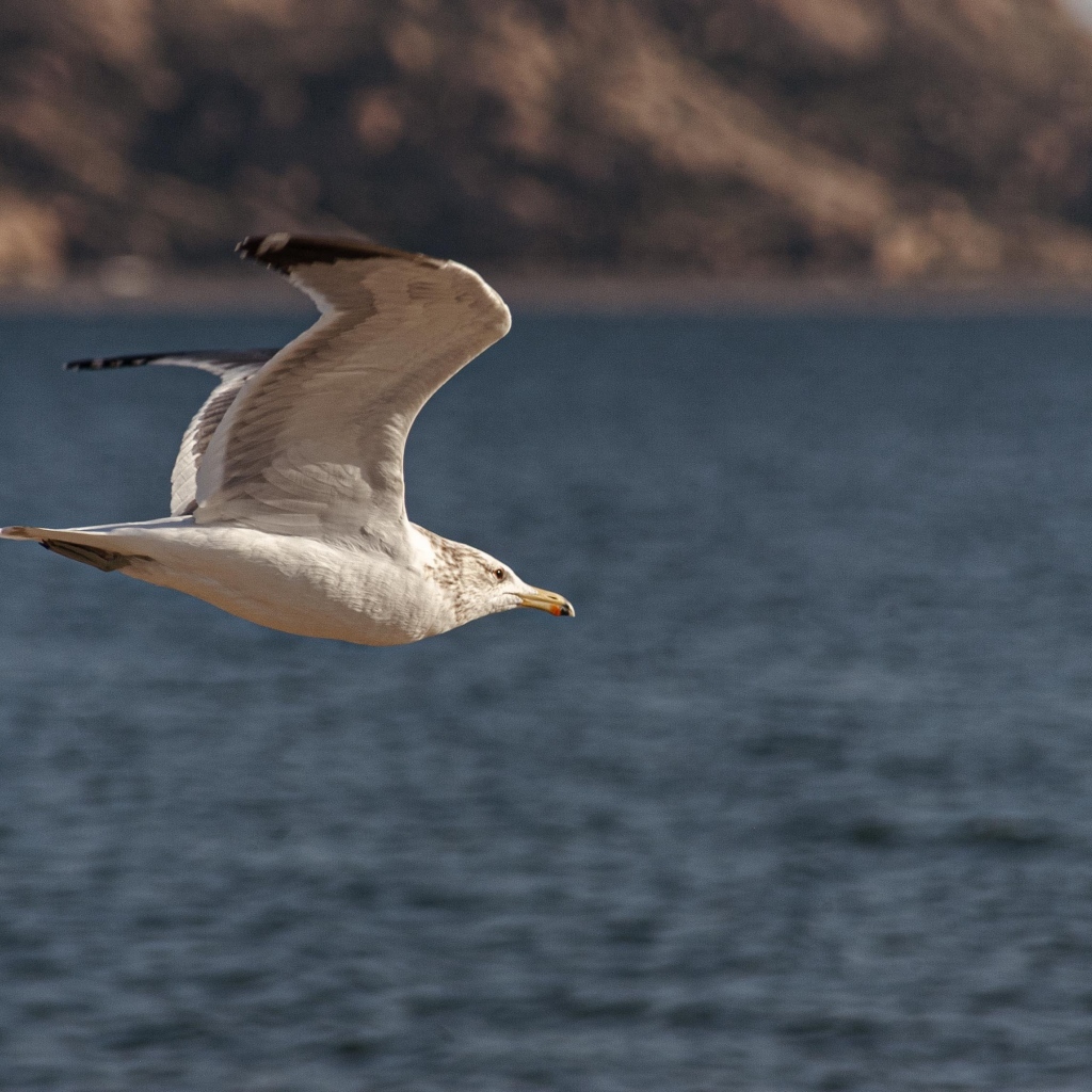 Большая белая чайка летит над морем