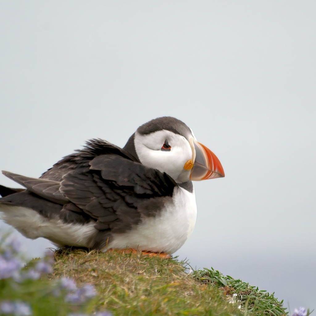 Маленький тупик сидит на холме 
