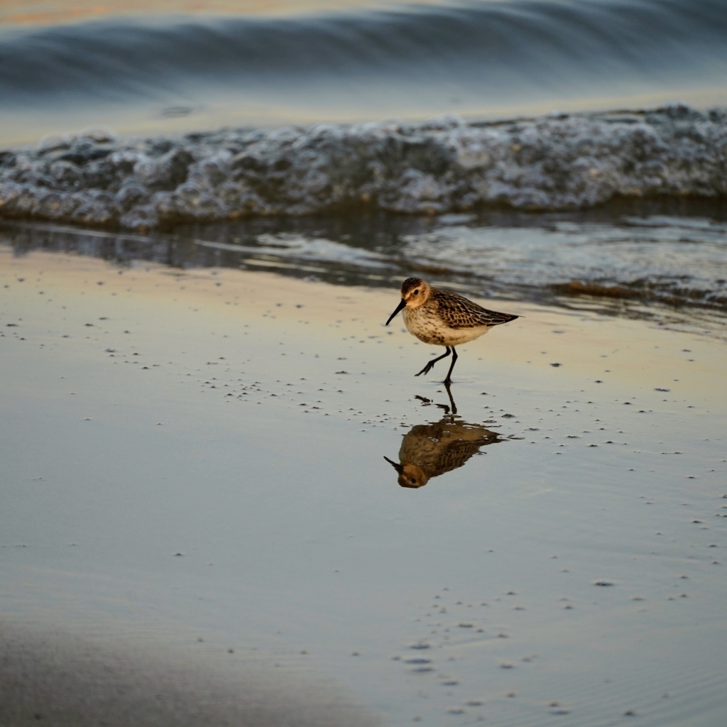 Птица кулик идет по мокрому песку у моря