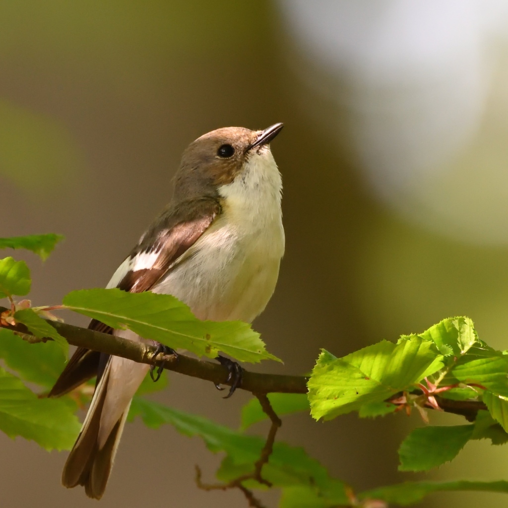 Маленькая птичка сидит на ветке с зелеными листьями