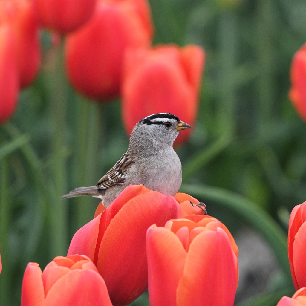 Маленькая птица сидит на красном тюльпане