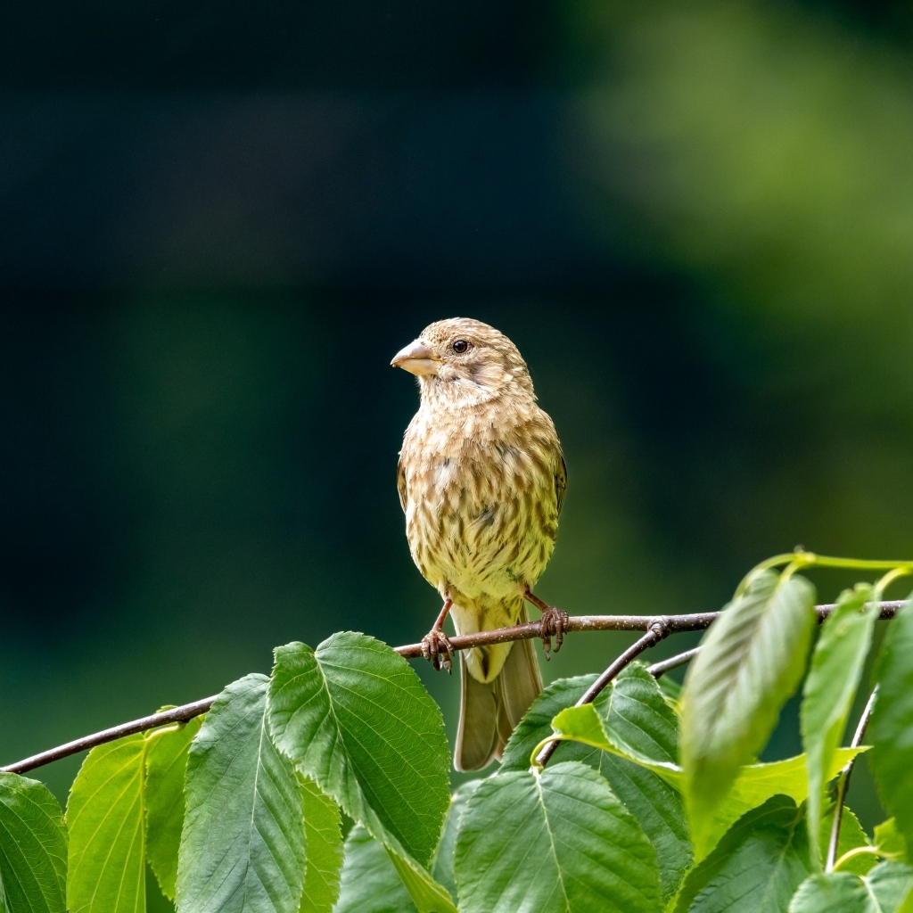 Маленькая серая птица сидит на ветке с зелеными листьями