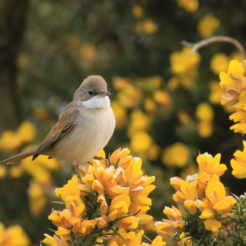 Маленькая серая птичка сидит на ветке с желтыми цветами