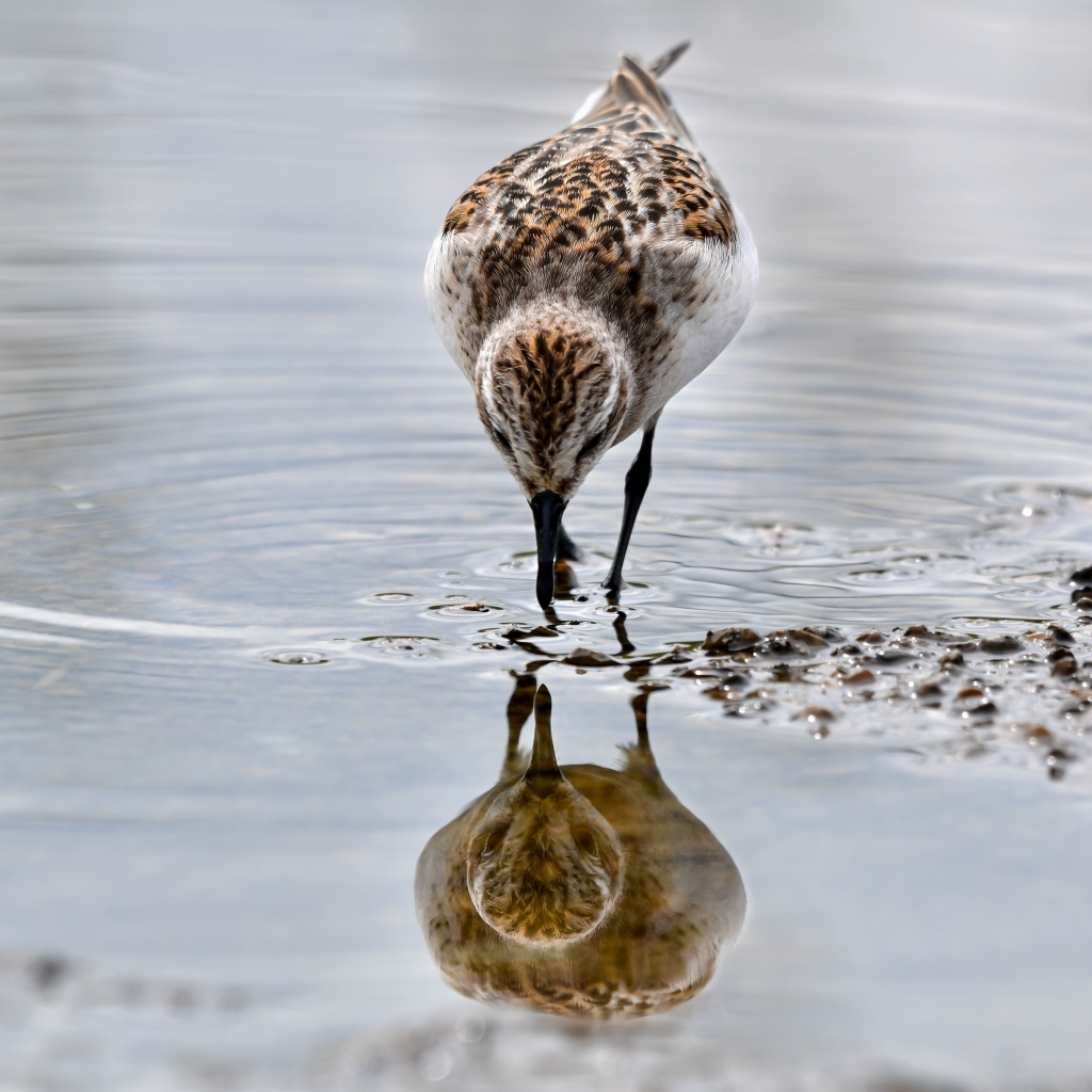 Маленький серый кулик идет по воде