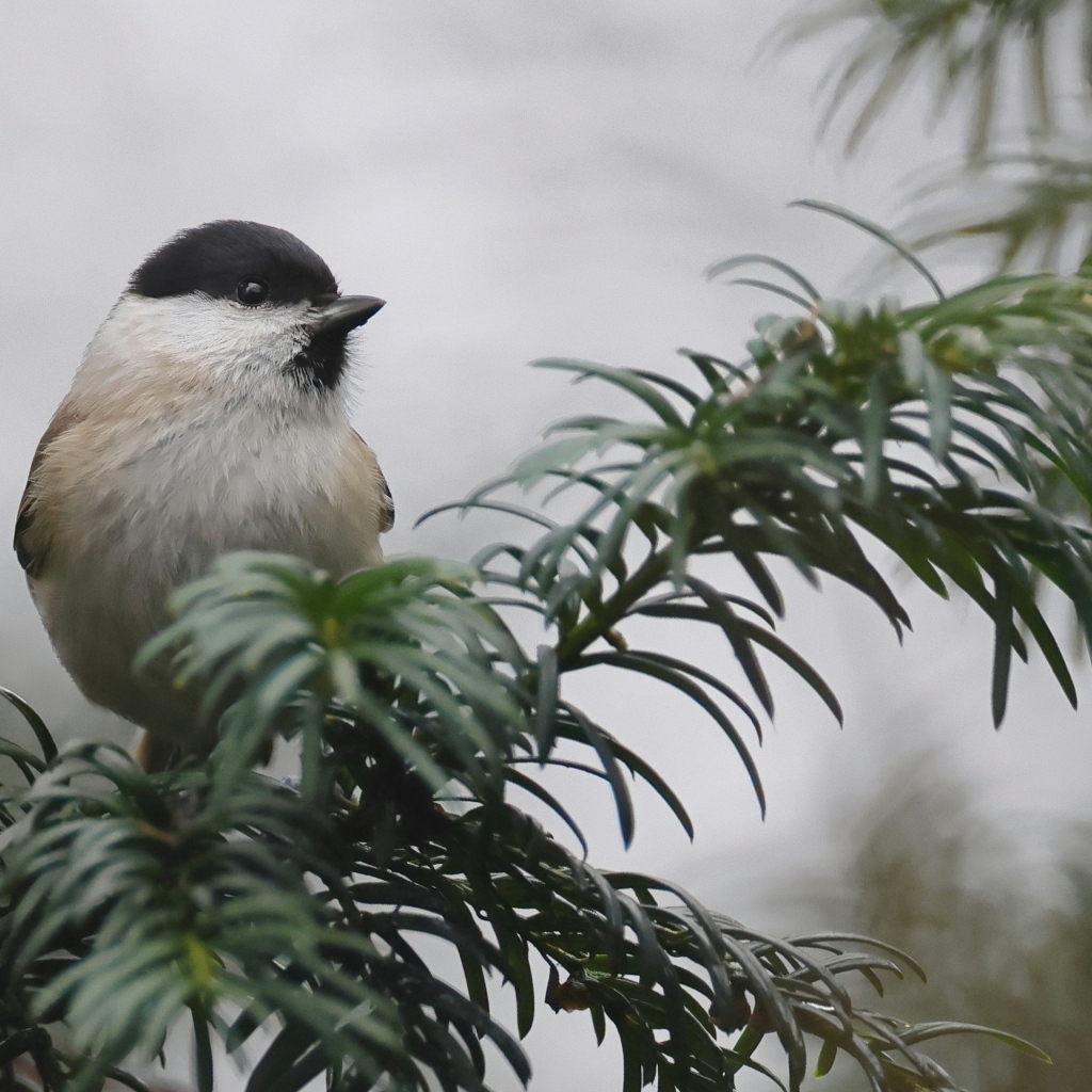 Маленький серый воробей сидит на ветке дерева