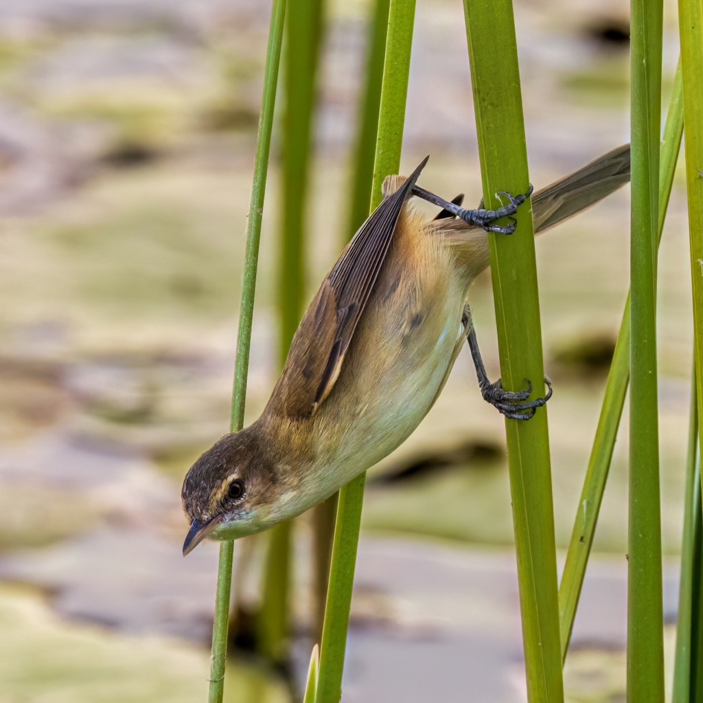 Маленькая птица иволга висит на зеленых камышах