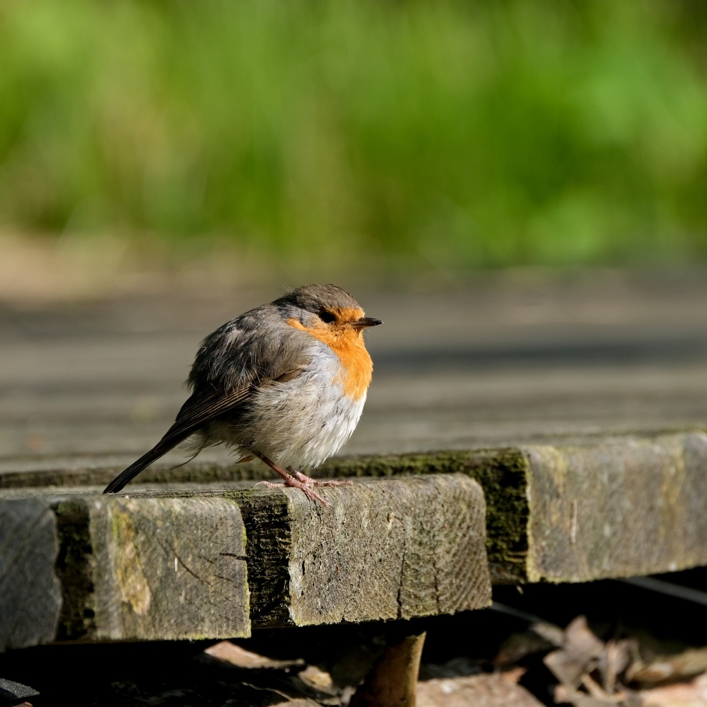 Маленькая нахохлившаяся птица сидит на мосту