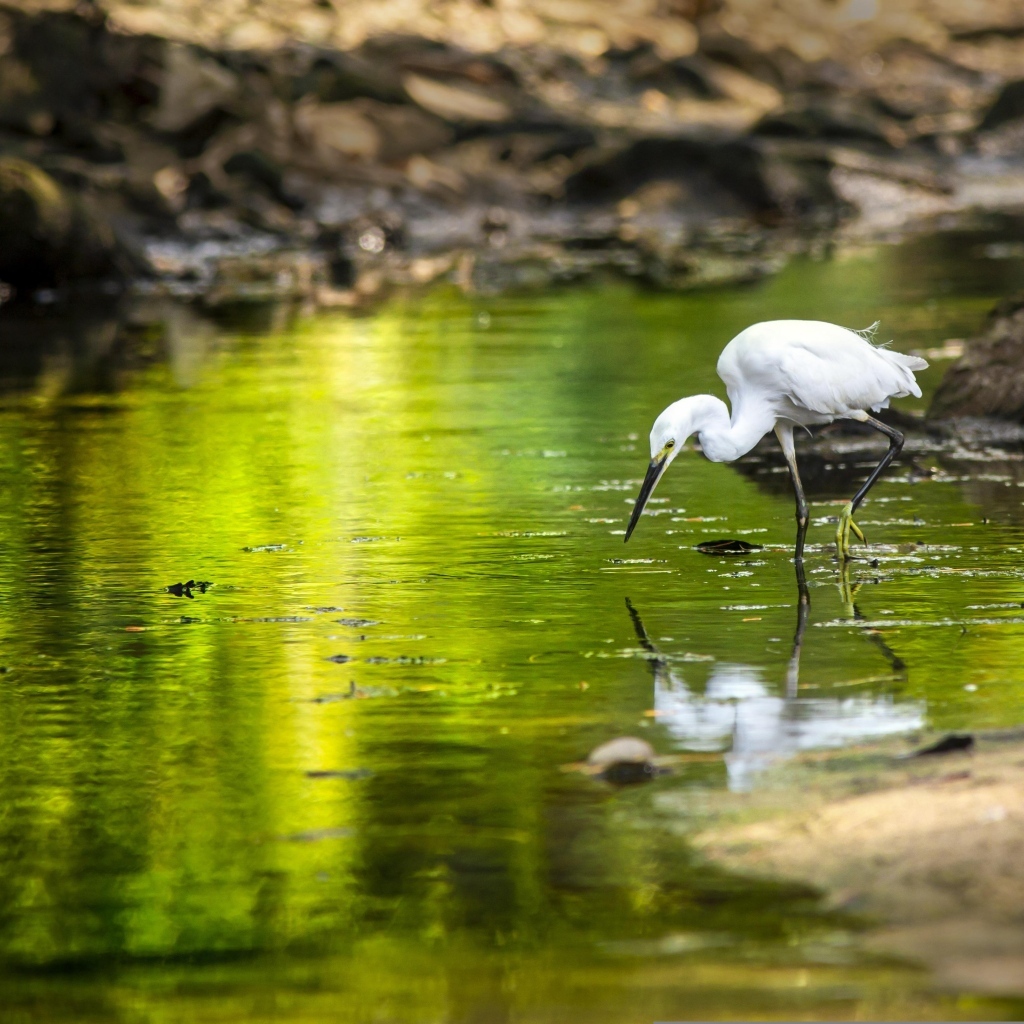 Белая цапля с острым клювом охотится в пруду