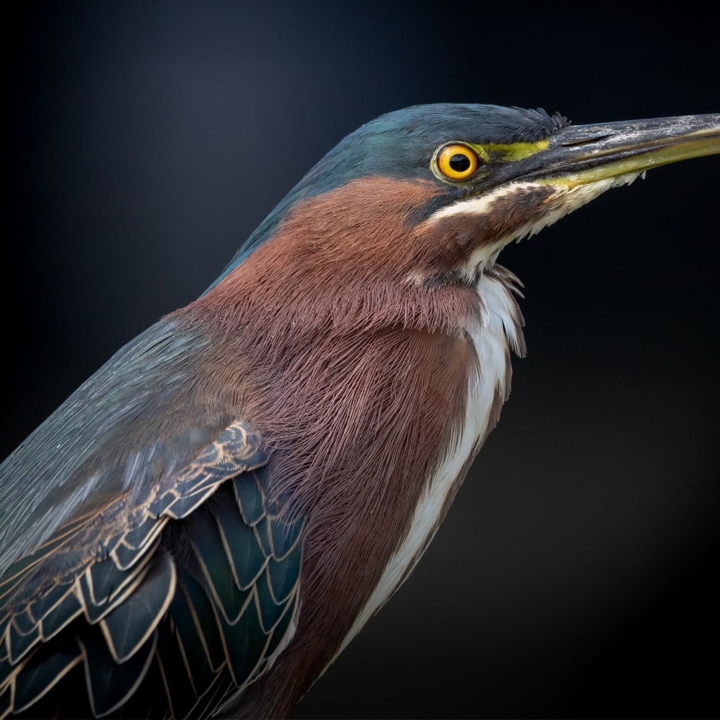 Американская зеленая кваква крупным планом