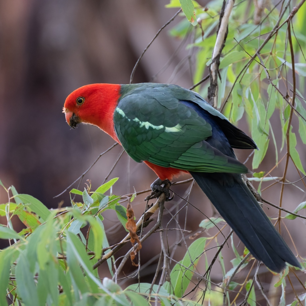 Австралийский королевский попугай на ветке дерева