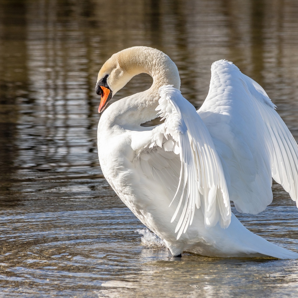Красивый большой белый лебедь расправил крылья в воде