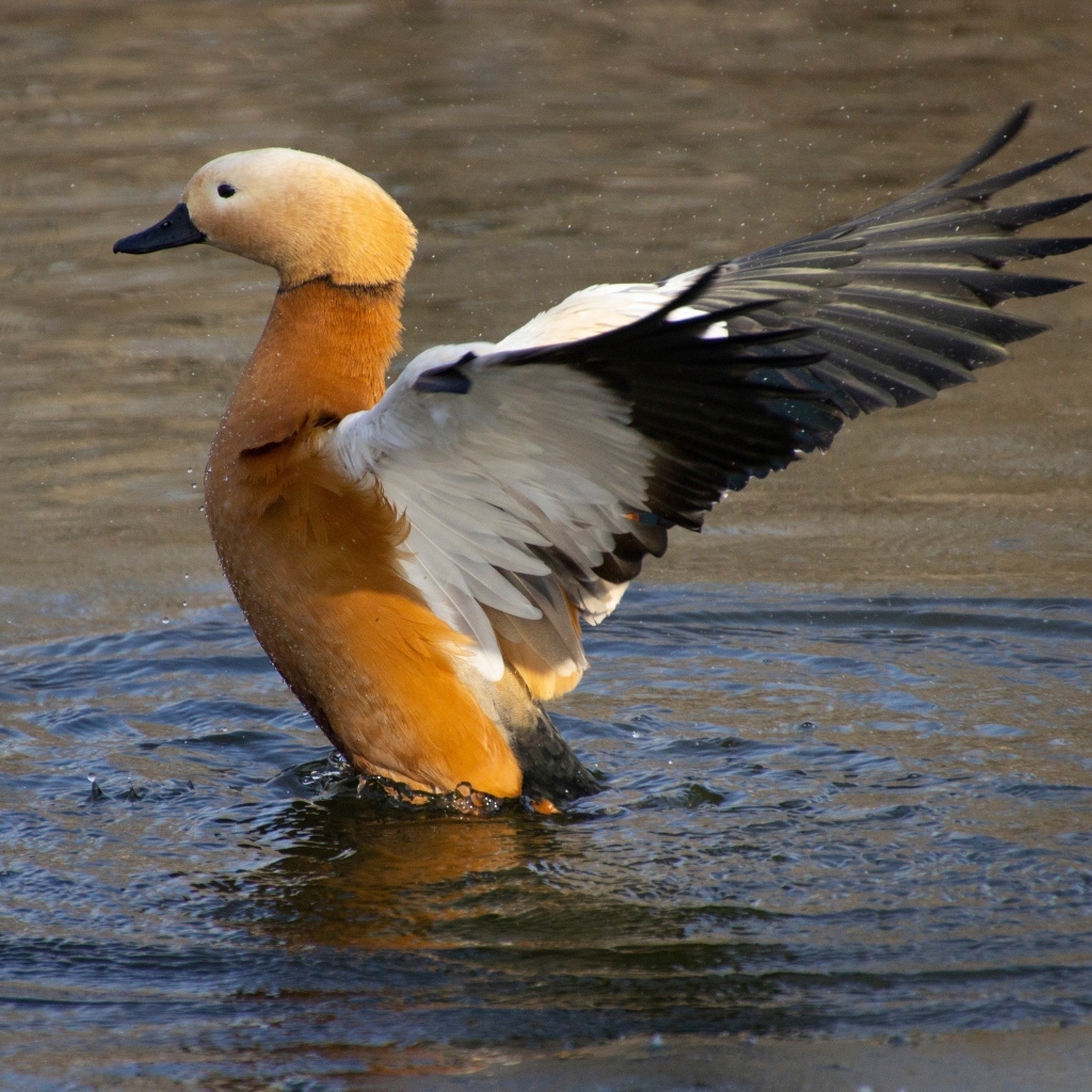 Красивый коричневый гусь в воде