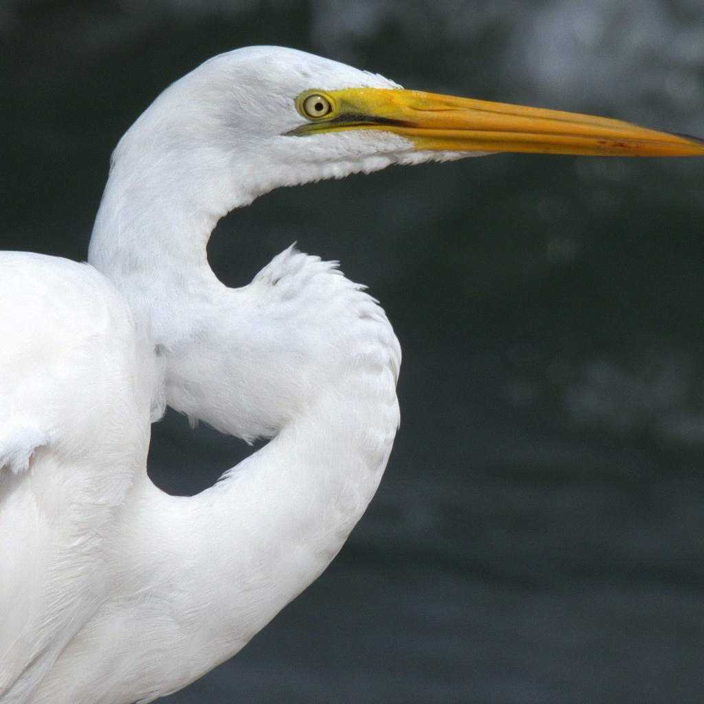 Красивая белая цапля с длинным острым клювом