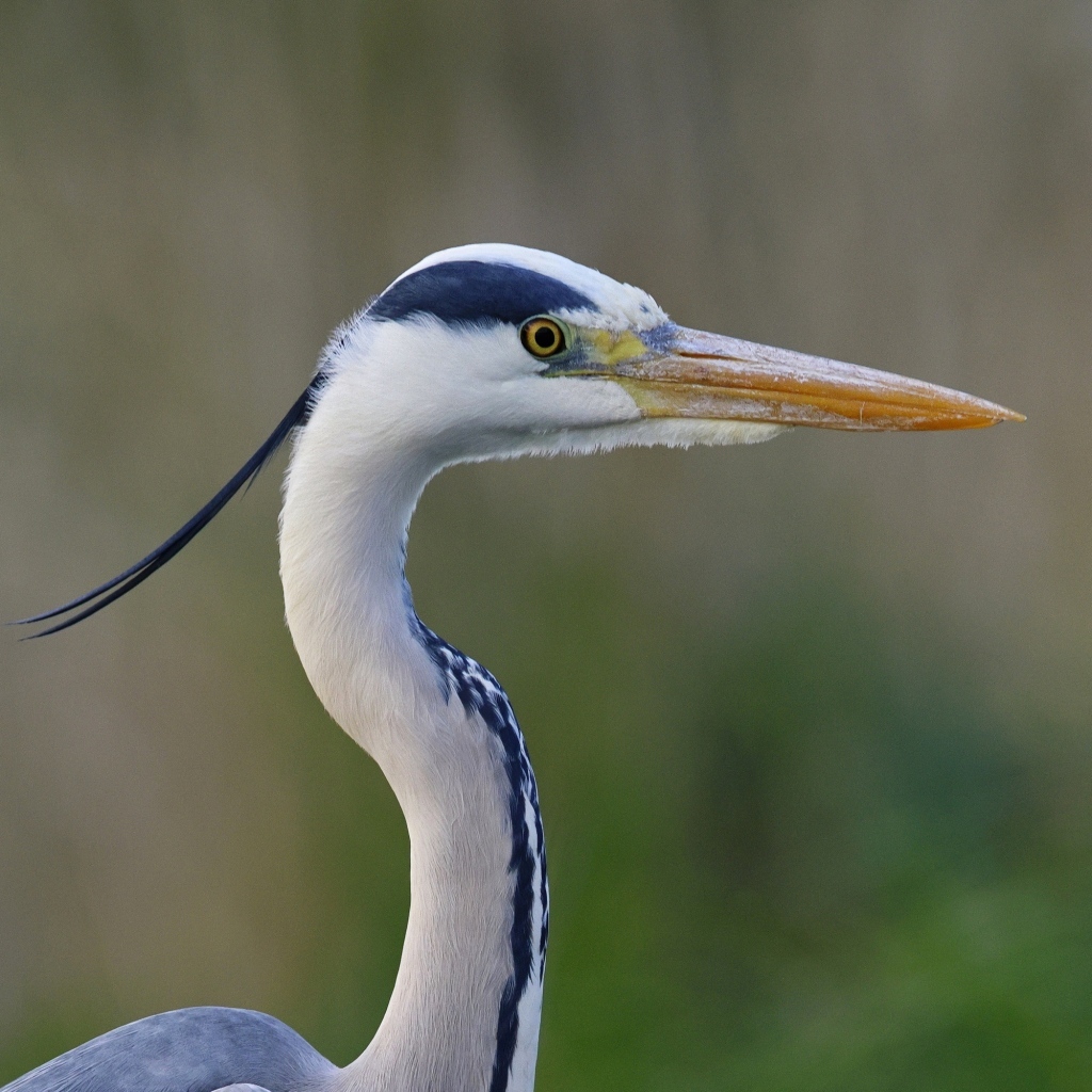 Красивая цапля с острым клювом