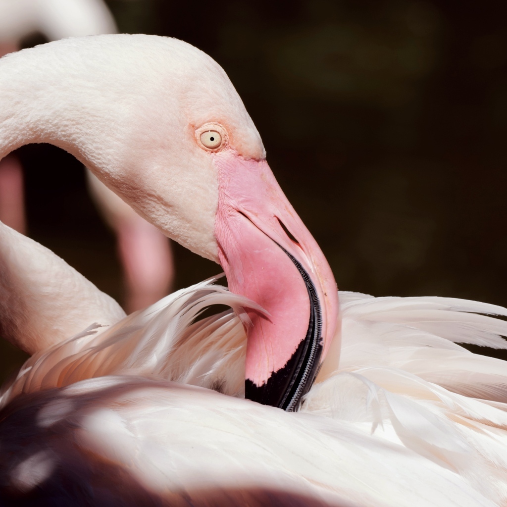 Красивый розовый фламинго крупным планом