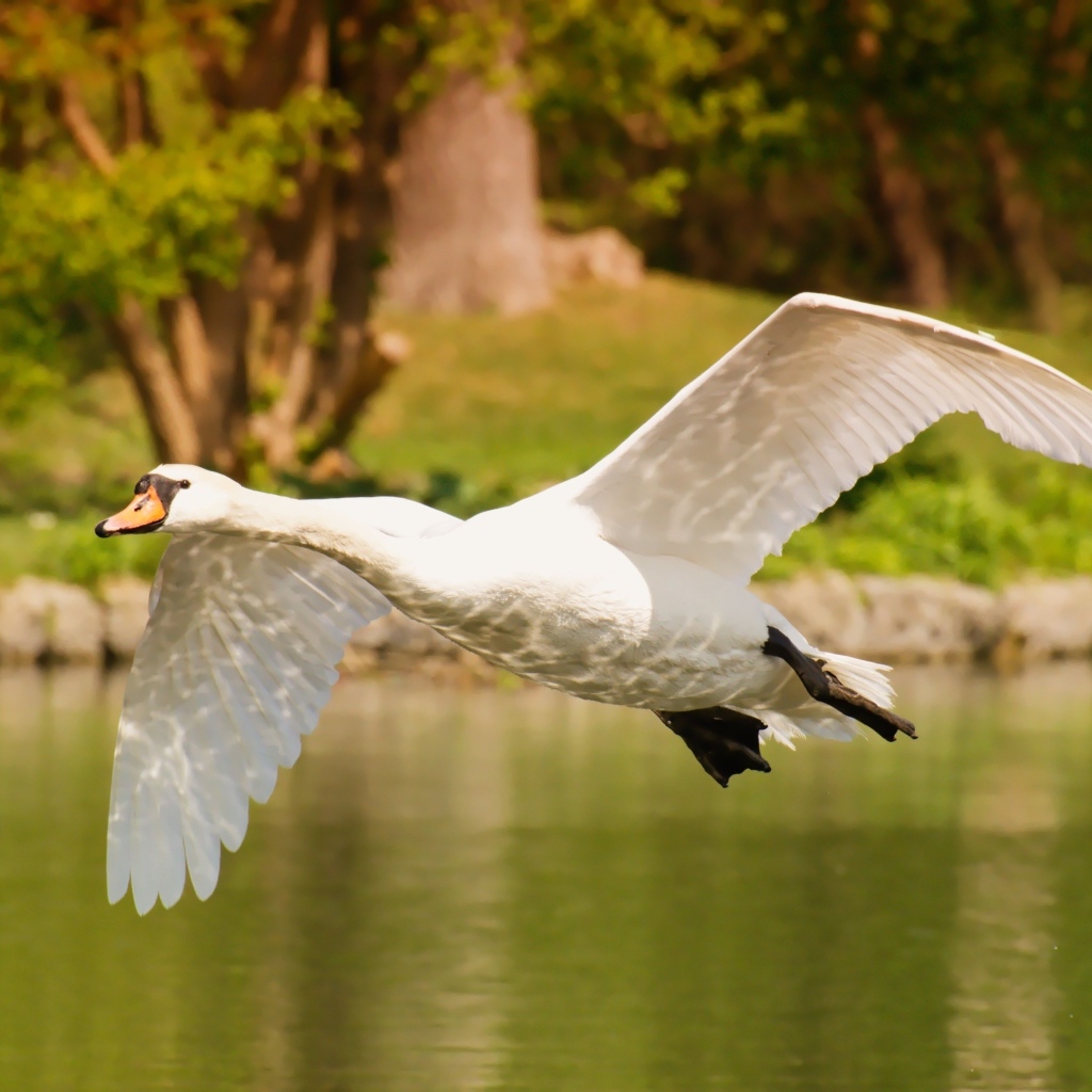 Красивый белый лебедь летит над водой