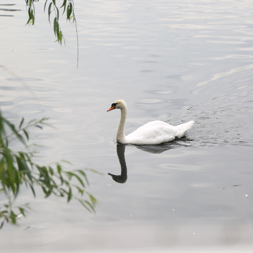 Красивый белый лебедь плавает в воде