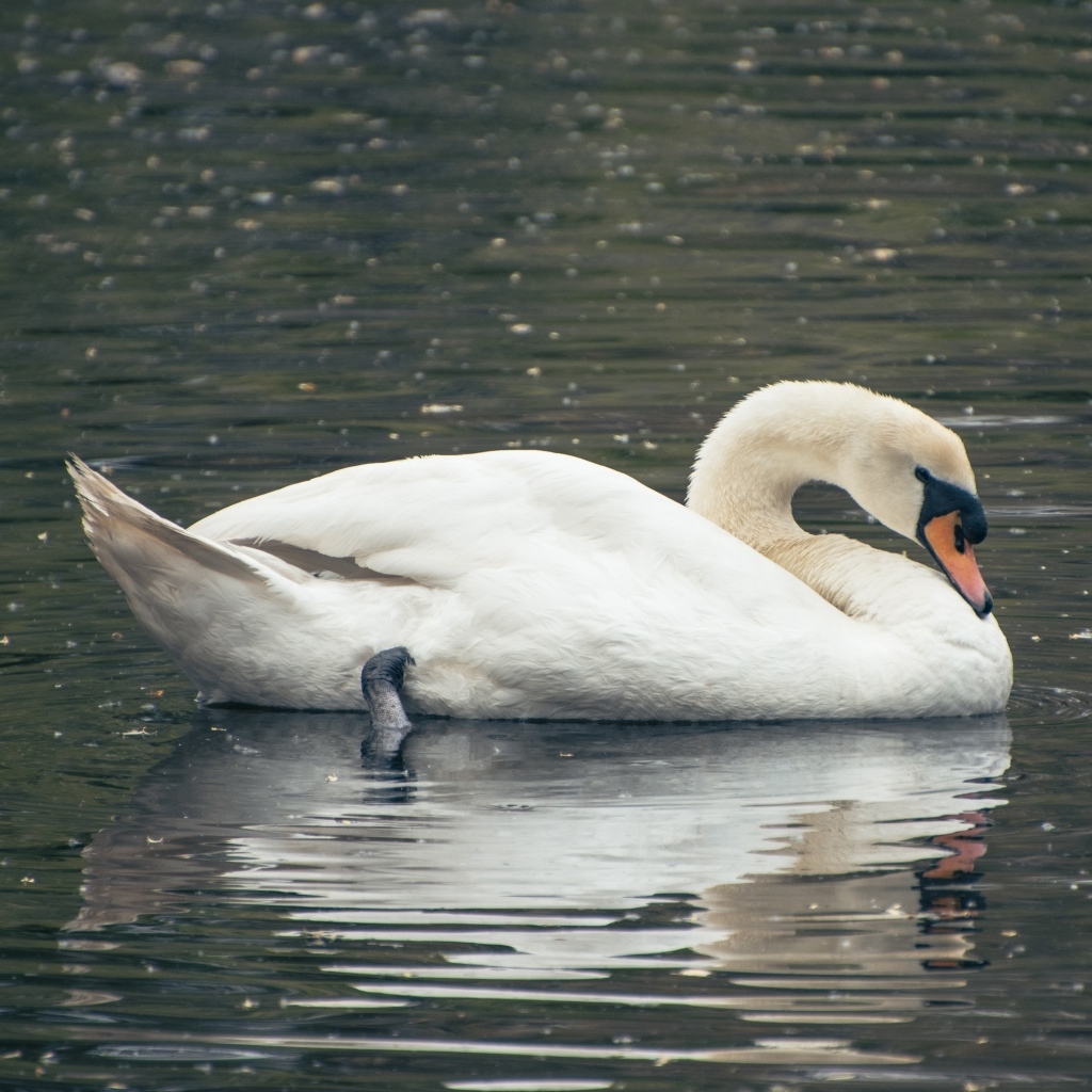 Красивый белый лебедь плавает в воде