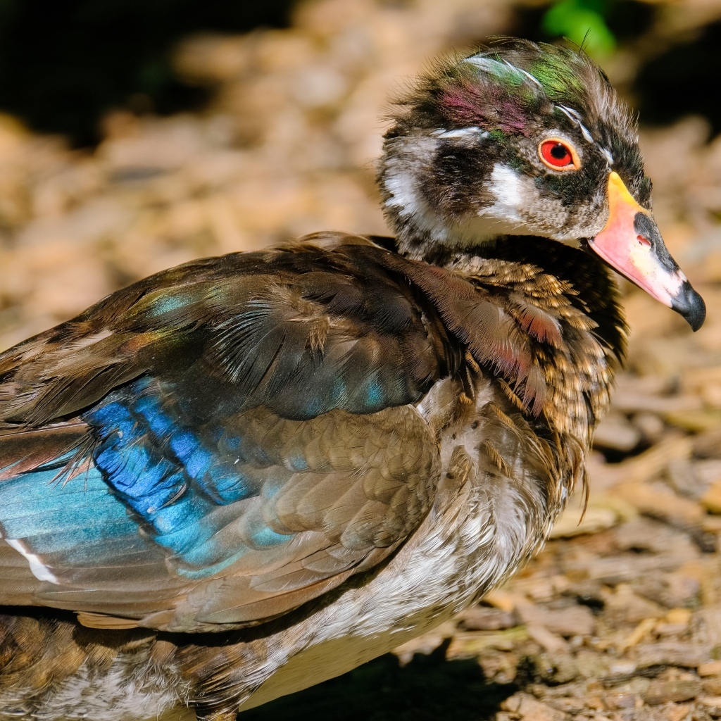 Красивая дикая утка 