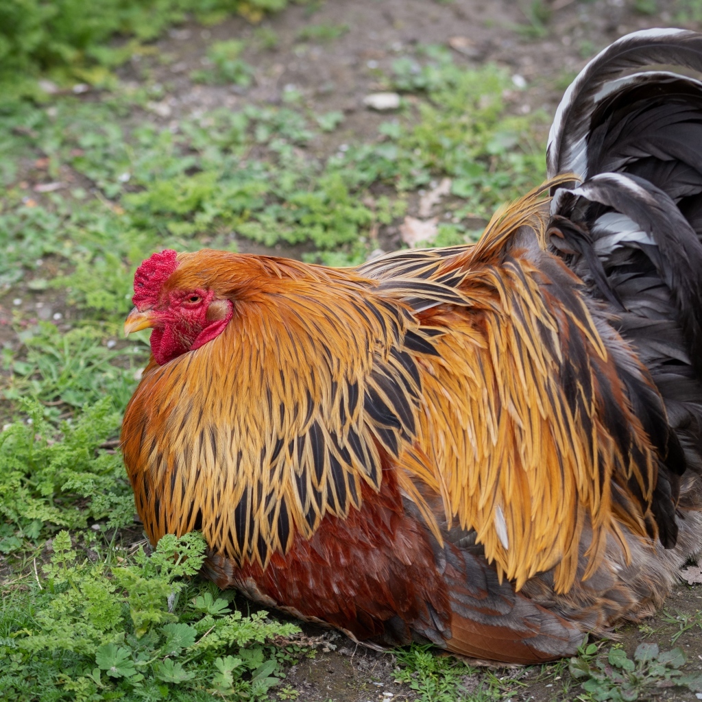Большой красивый домашний петух