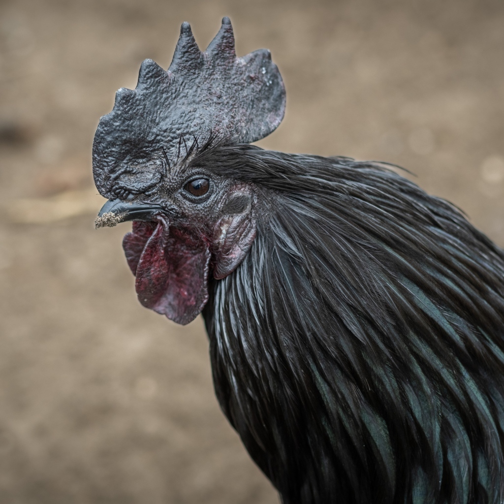 Большой черный домашний петух 