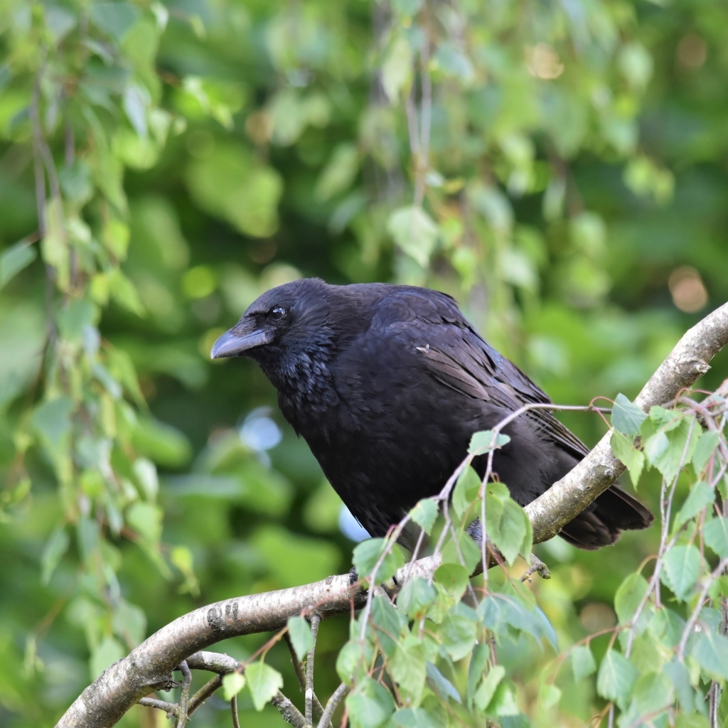 Большой черный ворон сидит на ветке