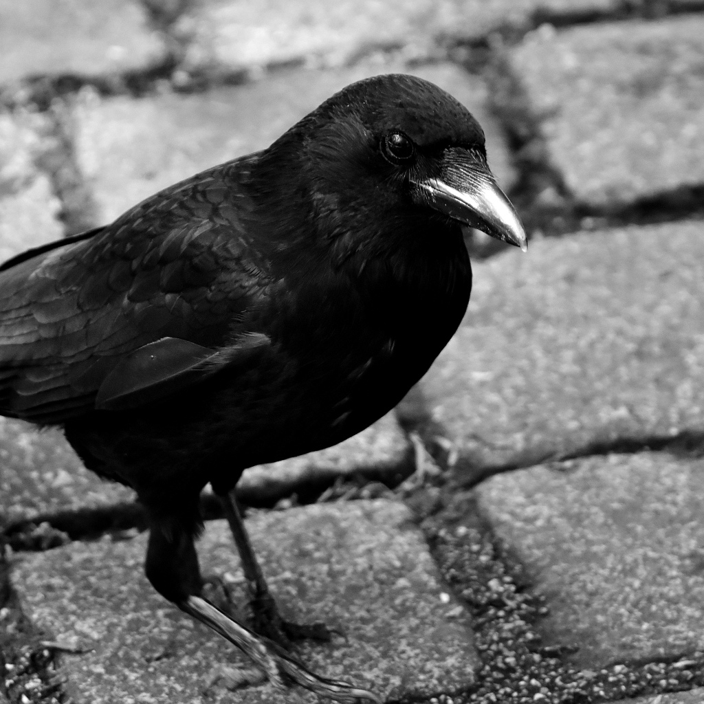 Большой черный ворон стоит на дороге