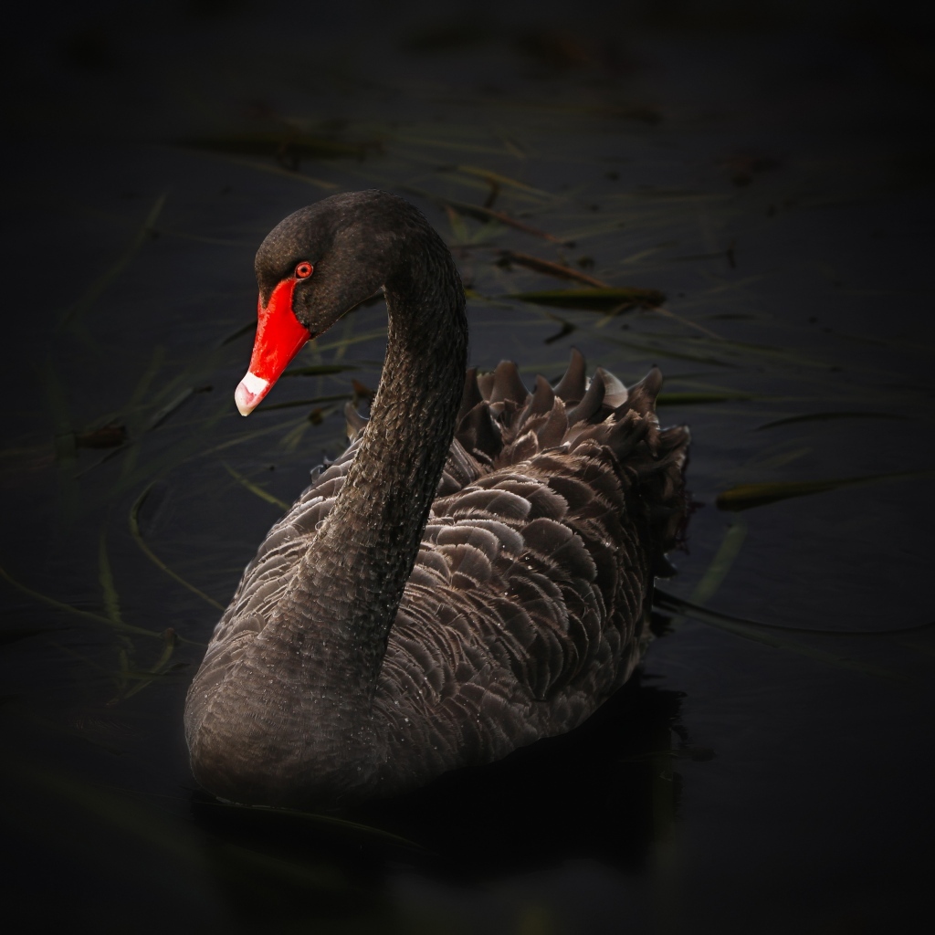 Большой черный лебедь с красным клювом