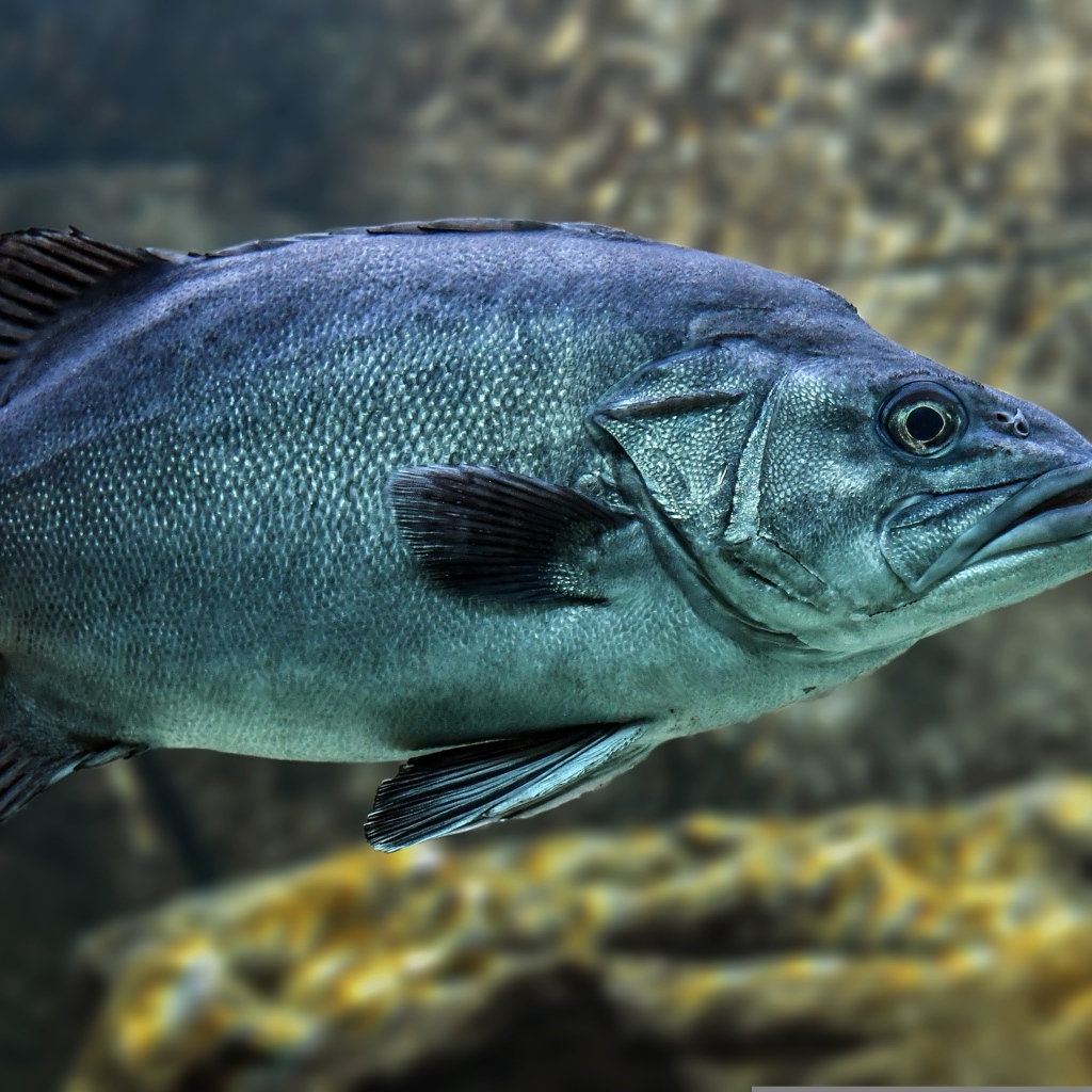 Большая синяя рыба в воде