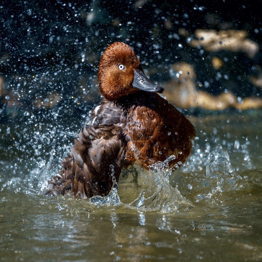 Большая коричневая утка купается в воде