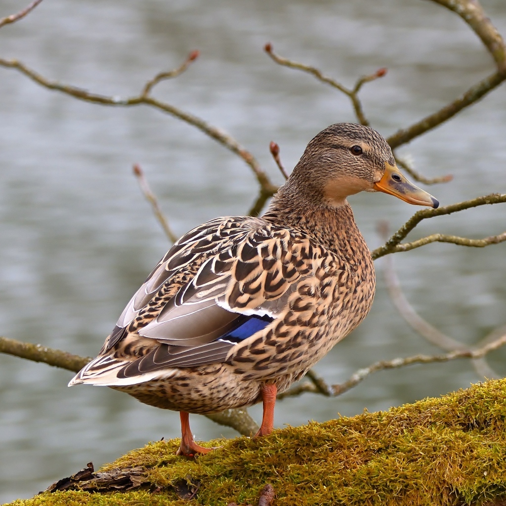 Большая серая утка у воды