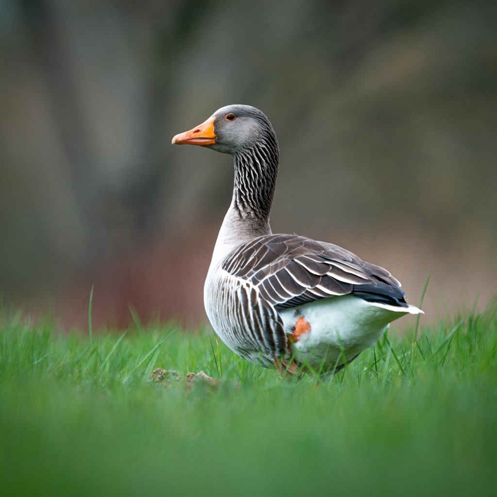 Большой серый гусь на зеленой траве 