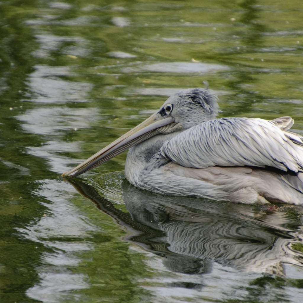 Большой серый пеликан в воде