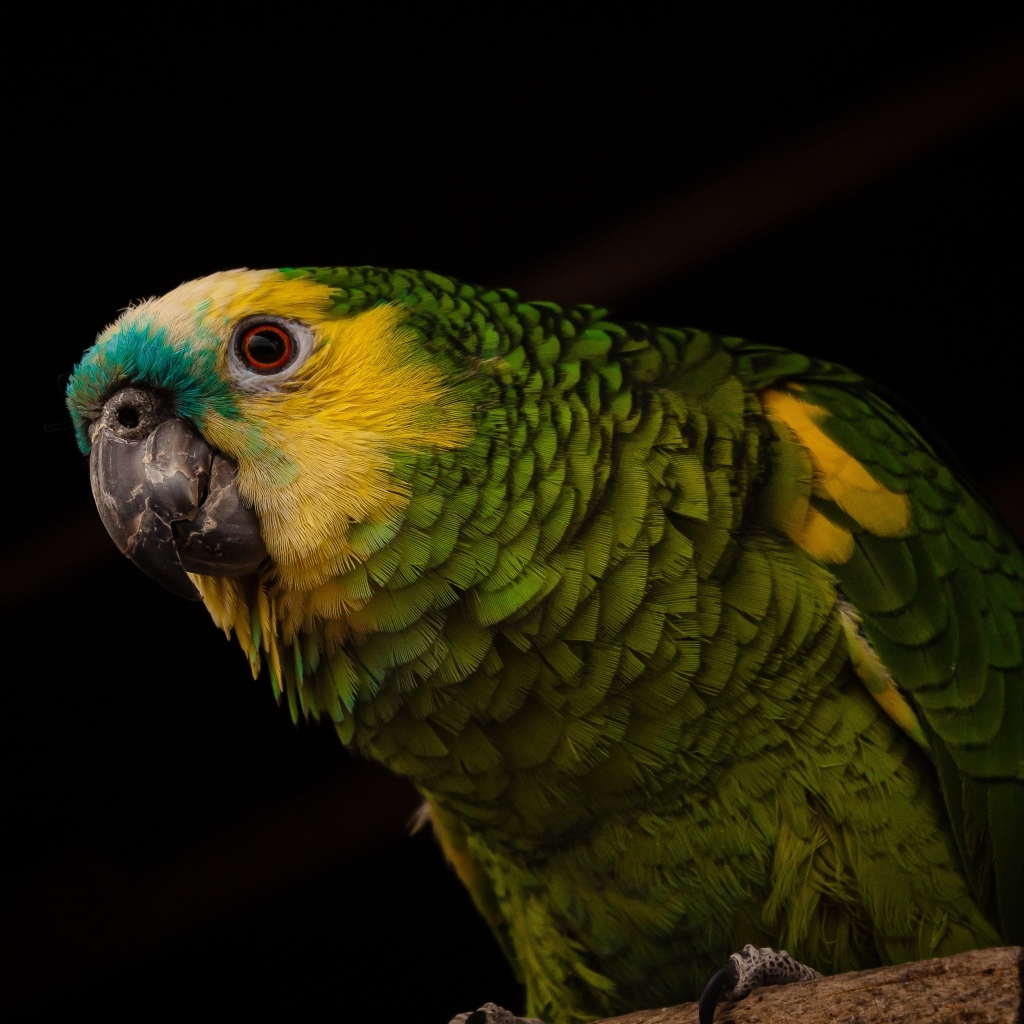 Большой зеленый попугай на черном фоне