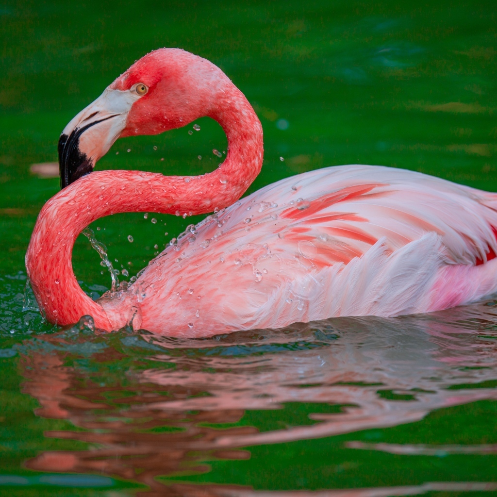 Большой розовый фламинго плавает в воде 