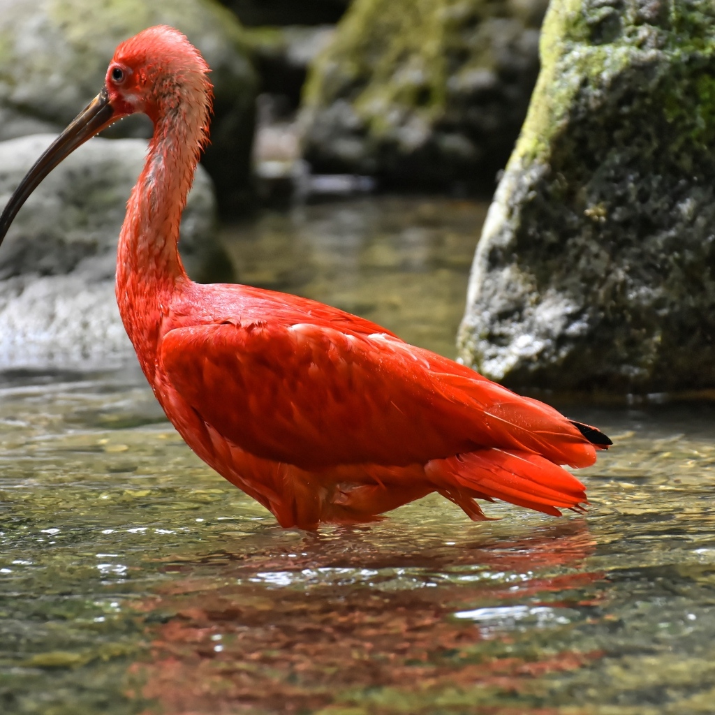Большой красный ибис в воде